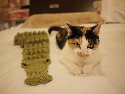 鱷魚與貓